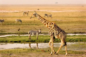 Kasane Chobe National Park